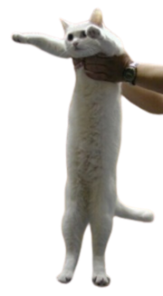 looooooooooooong cat